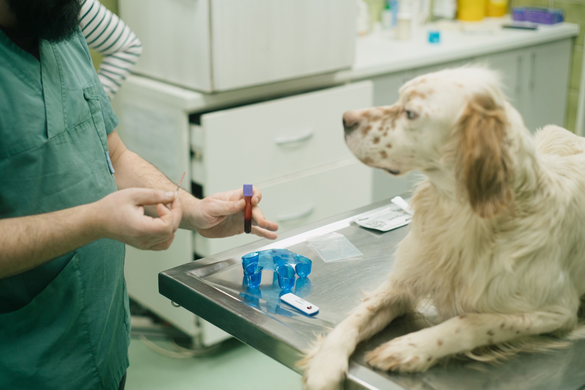 Vet taking a blood sample of an English setter pet in an animal hospital